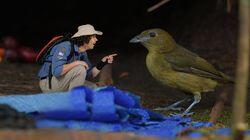 Bowerbirds