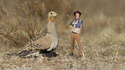 Andy and the Sand Grouse