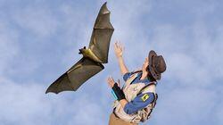 Andy and the Flying Fox