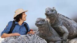 Marine Iguanas