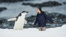 Chinstrap Penguins