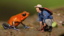 Strawberry Dart Frogs