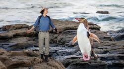 New Zealand Penguins