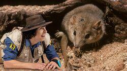 Andy and the Grasshopper Mouse