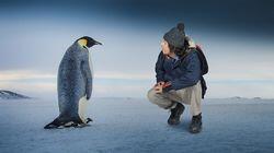 Emperor Penguins