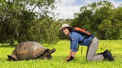 Giant Tortoises