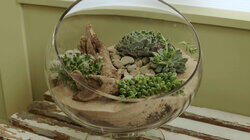 Terrariums: Life under Glass