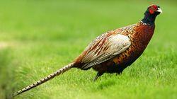 Countryside Birds