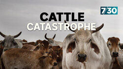 Cattle Catastrophe