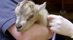 Andre the Baby Goat