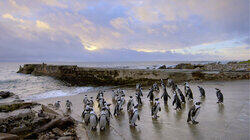 Algoa Bay: Last Refuge of the African Penguin