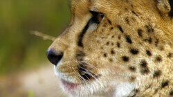 Africa's Big Cats