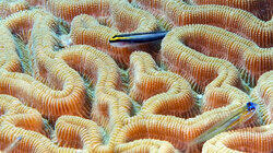 Bonaire National Marine Park