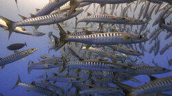 Palau Sharks Sanctuary