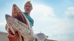 Giant Barracuda