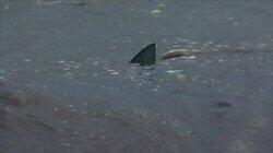 Amazon River Shark