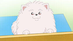 Next Conan's Hint: 'Furball'