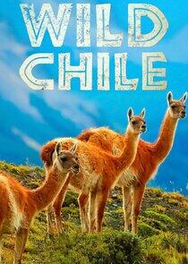 Wild Chile