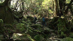 Majestic Yakushima in Winter