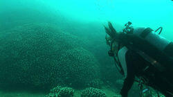 Ishigaki: Diving in the Sea of Coral