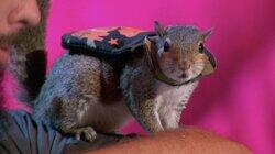 Squirrels Just Wanna Have Fun!