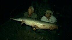 Alligator Gar