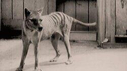 Secrets of the Tasmanian Tiger