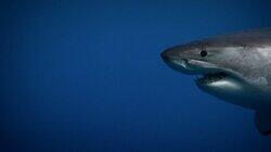 Secrets of the Killer Mega Shark