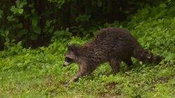 Raccoon Rodeo