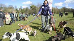 Day Four: Dog Show