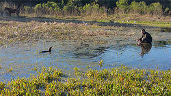 Save Your Breath: River Otter