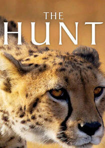 The Hunt