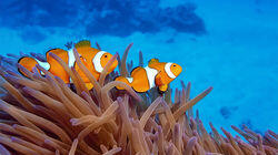 Great Barrier Reef