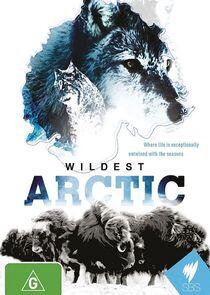 Wildest Arctic