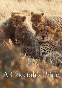 A Cheetah's Pride