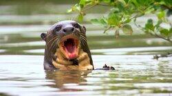 Paddling Through the Pantanal