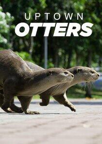 Uptown Otters