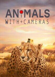 Animals with Cameras