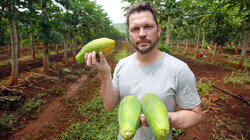 Papaya, Tuna, Growing Fish, Ice Cubes