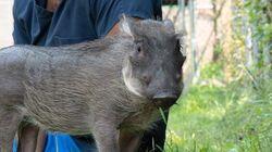 A Warthog Named Peaches