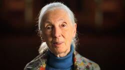 Jane Goodall