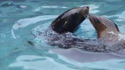 A Sea Lion Pup Grows Up