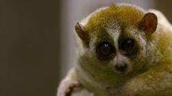 Slow Loris Romance