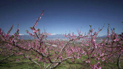 Peach Trees and Rural Retreat Kofu Basin