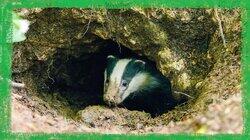 A Badger's Home: Dens and Setts