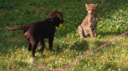 Dogs & Cheetahs & Companion Dogs