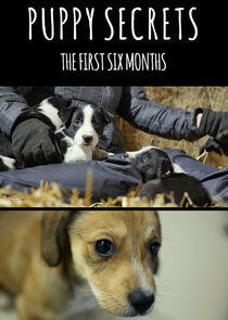 Puppy Secrets: The First Six Months