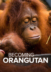 Becoming Orangutan