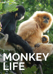 Monkey Life - Season 4