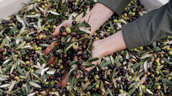 Olive Oil